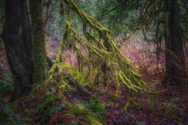 Enchanted Forest No.4